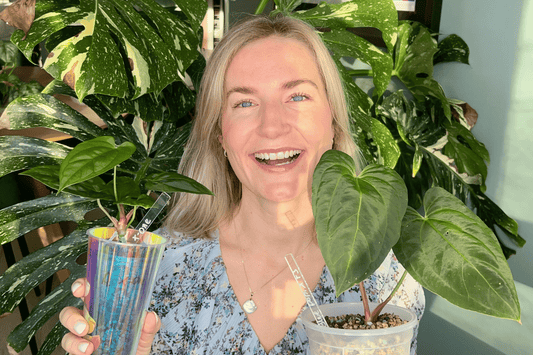 🌞Vårtips til plantene dine🌞
