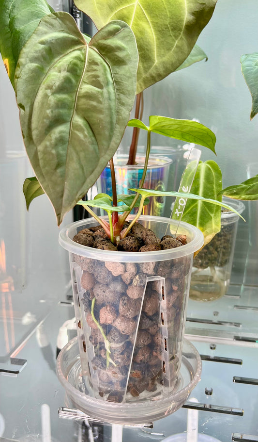 Enkel ompotting til Leca