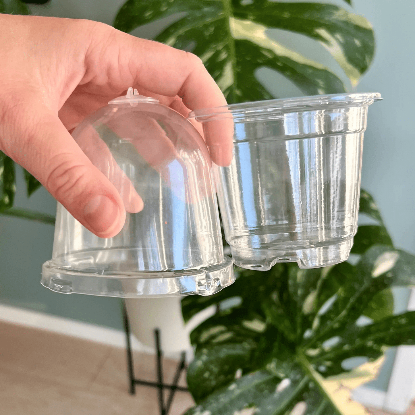 Drivhus vibes - 3 pack