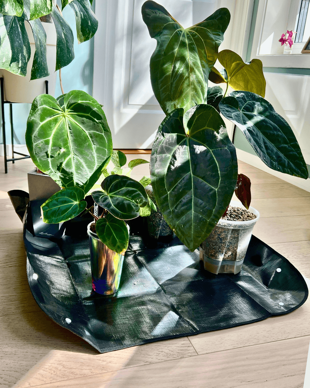 Ompottingsmatte