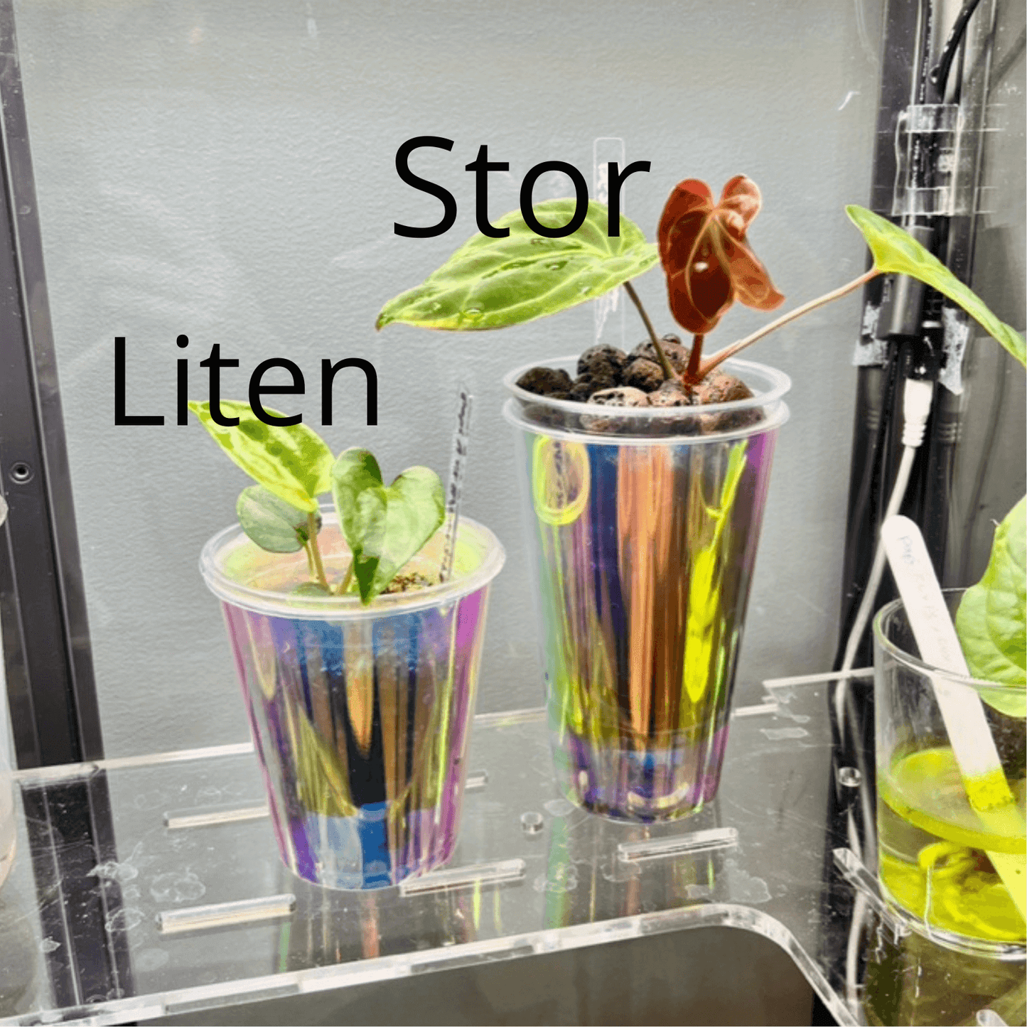 Tropical vibes - 3 pack