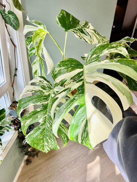 Få monstera variegata med på kjøpet!🌿